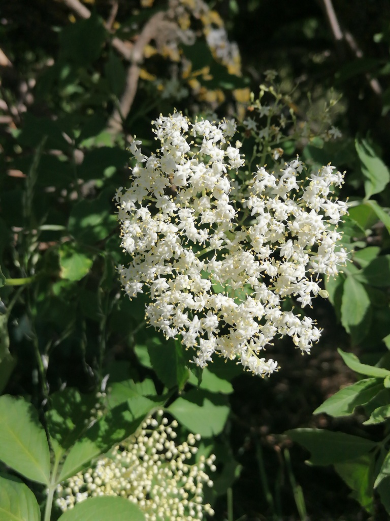Eine weiße, schirmrispenförmige Holunderblüte