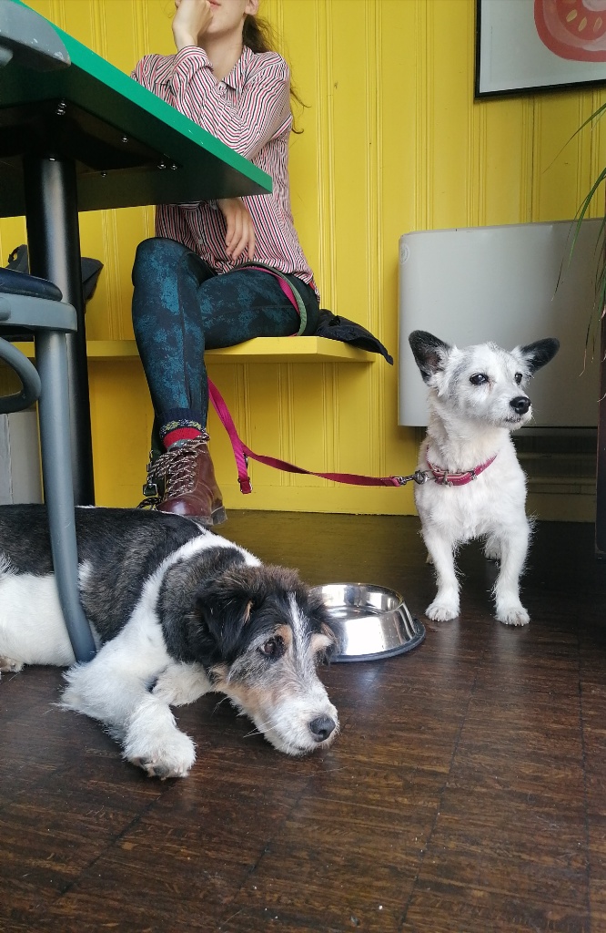 zwei kleine Hund in einem Lokal unter dem Tisch