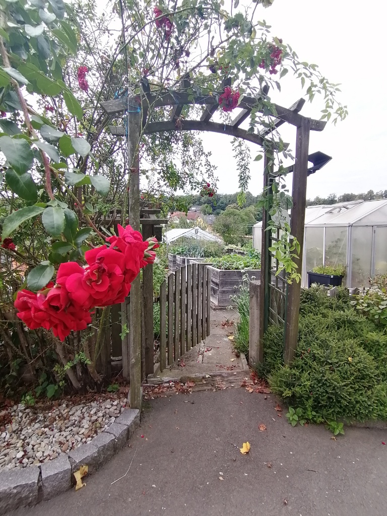 Rosen neben Gartenzaun