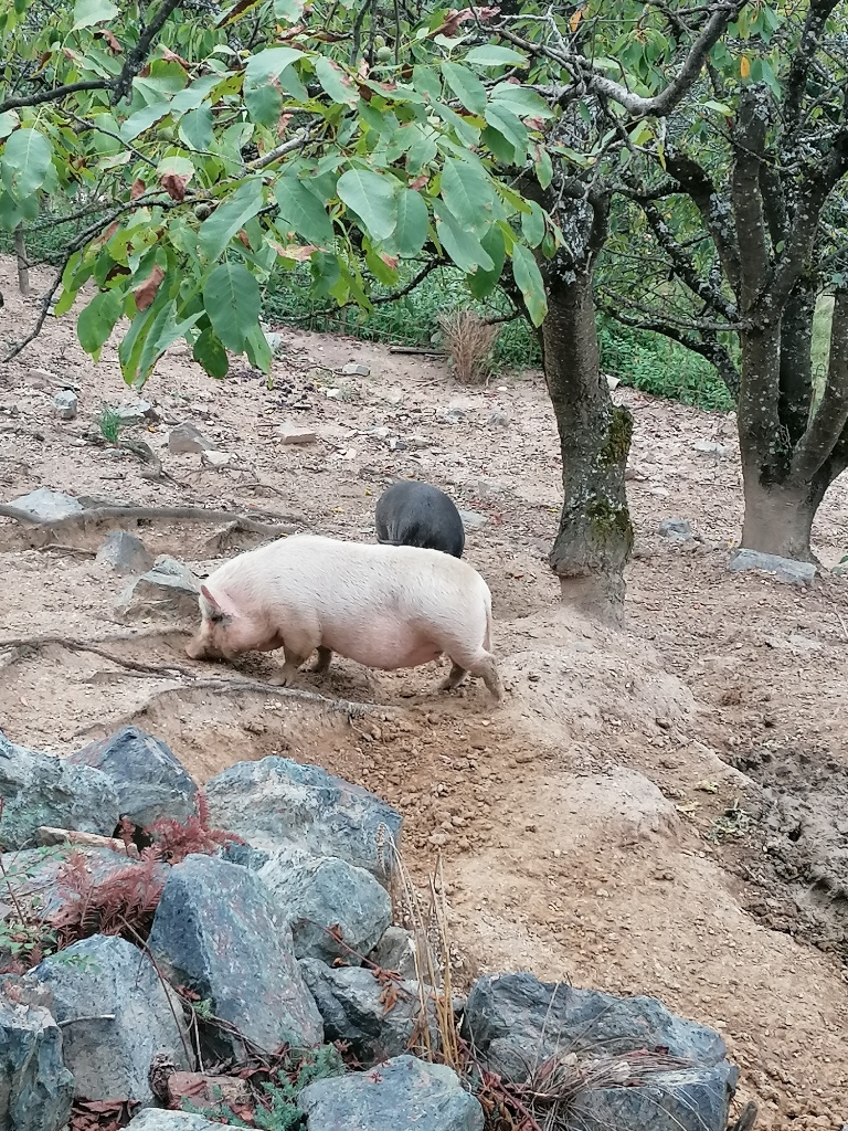 Zwei Hängebauchschweine