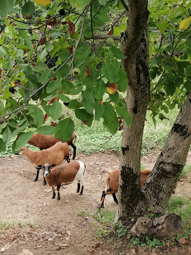 4 Kamerunschafe unter einem Baum