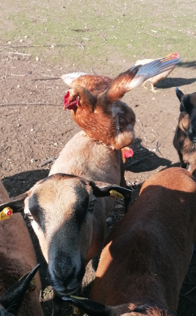 Ein Schaf mit einem Huhn am Rücken