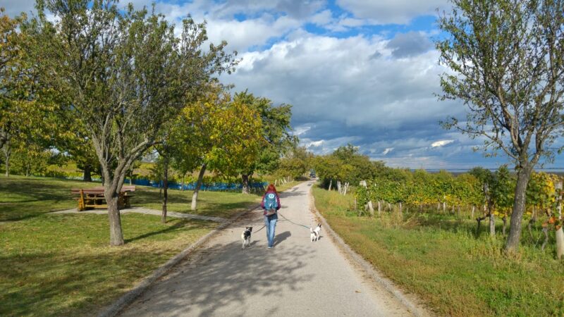 Fastenwandern 2019 - Karin mit zwei Hunden am Weg zwischen Weingärten