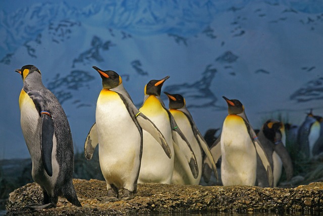 Eine Gruppe Königspinguine