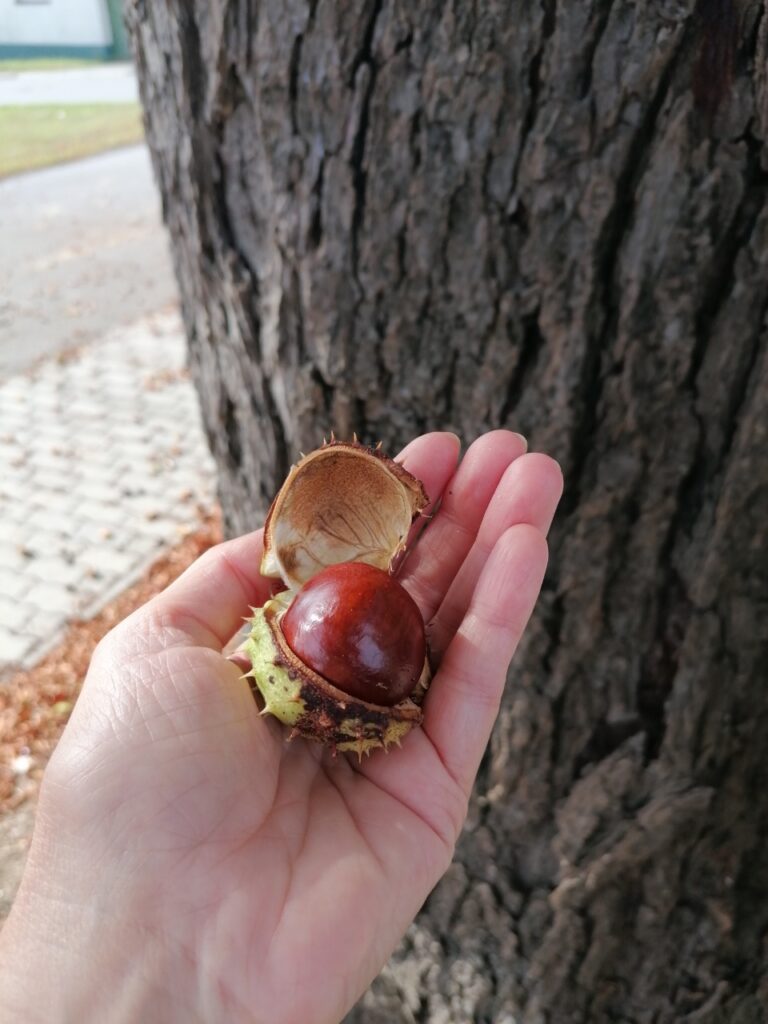 Eine Kastanie mit stacheliger Hülle in Karins Hand