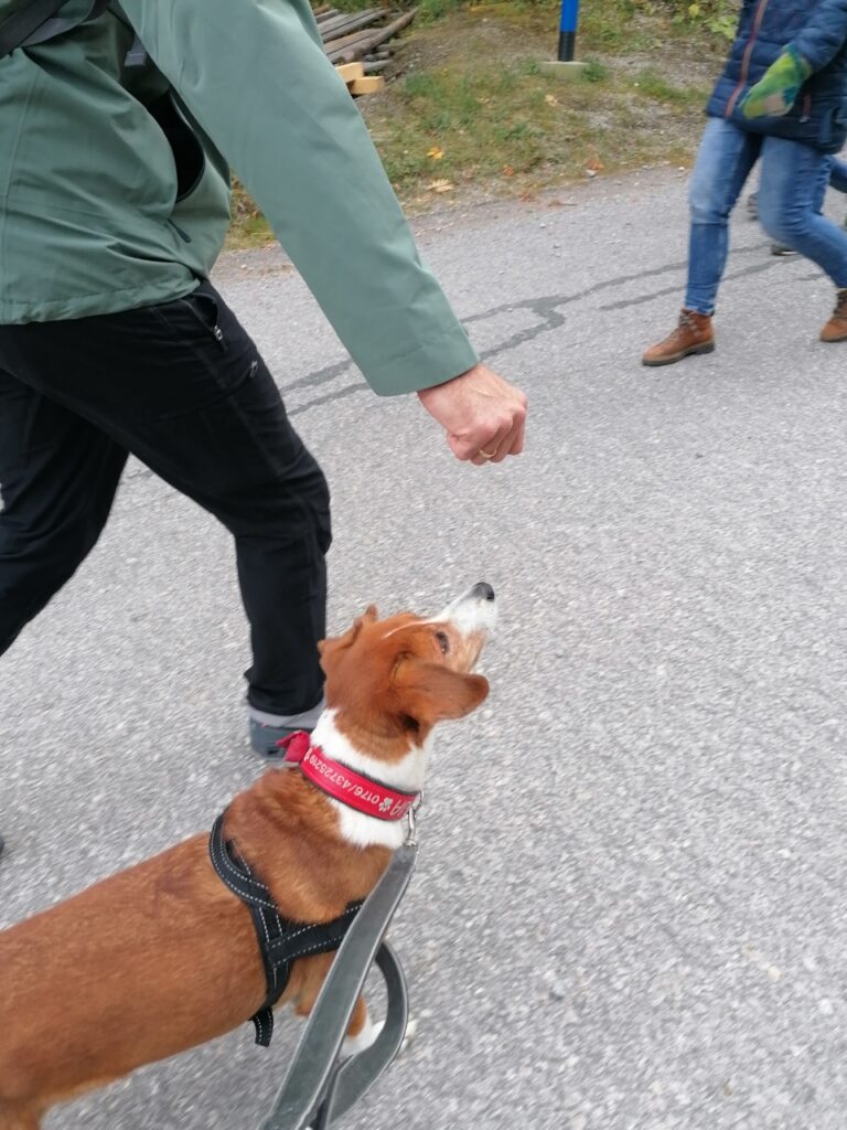 Hund lässt sich mit Leckerlis locken