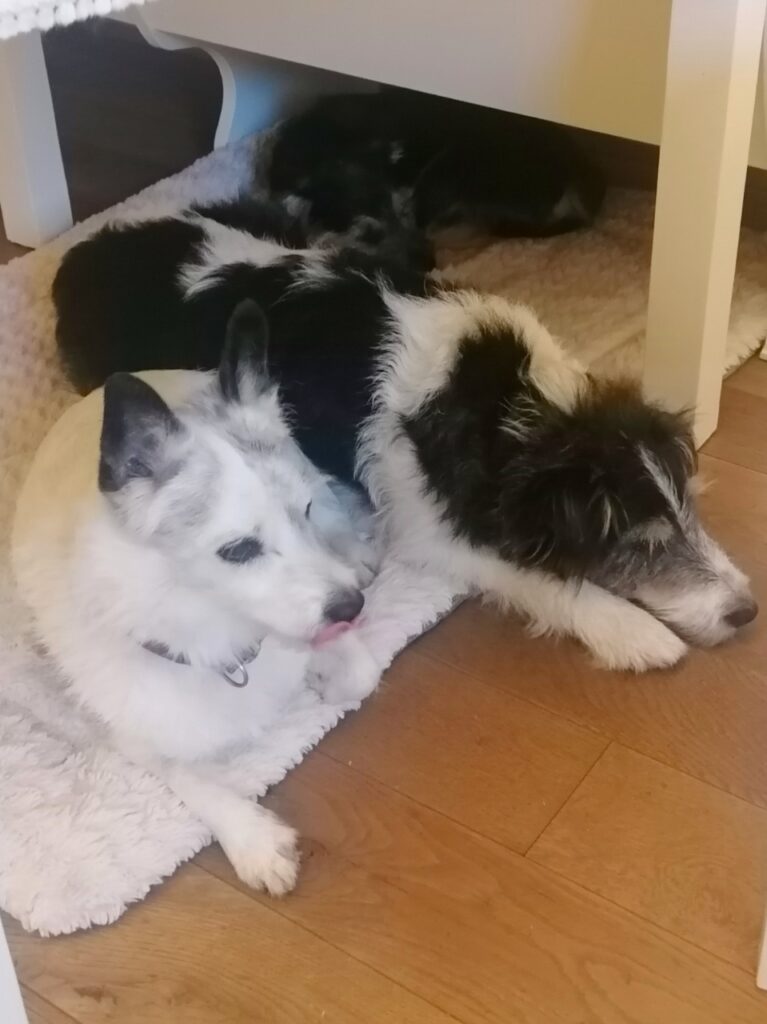 3 Hunde unterm Tisch