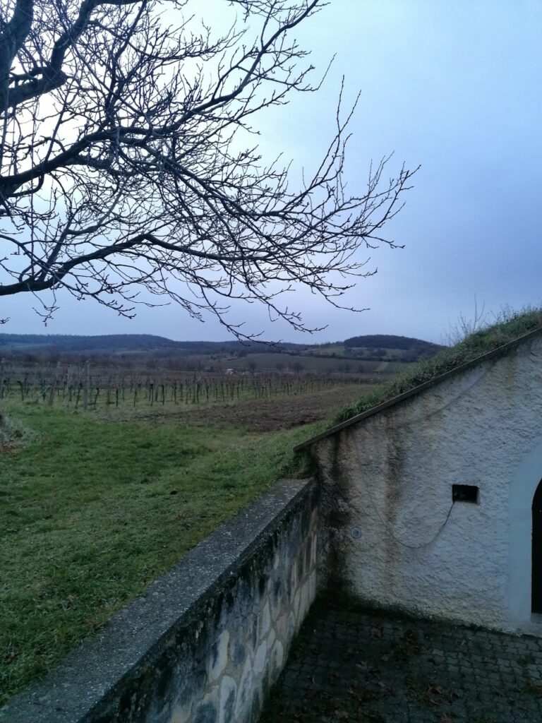 Blick vom Kellerring zu den Weingärten - im Hintergrund der Leithaberg