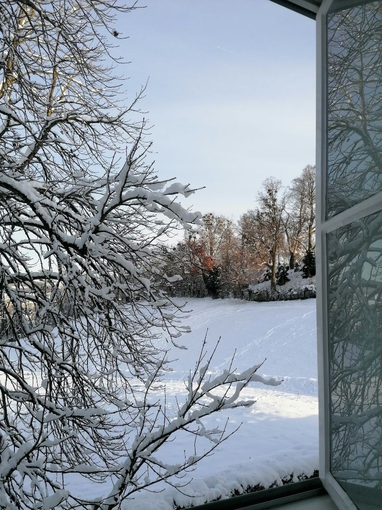 Blick aus dem Fenster: Rodelwiese und Bäume