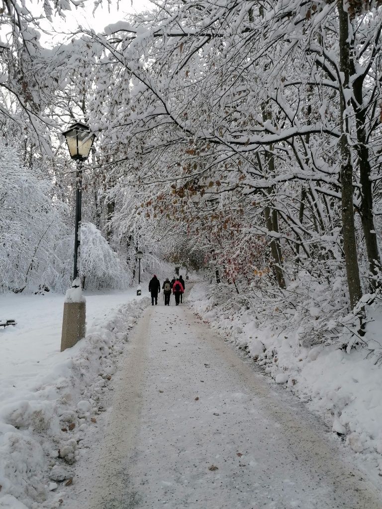 verschneiter Waldweg am Mönchsberg