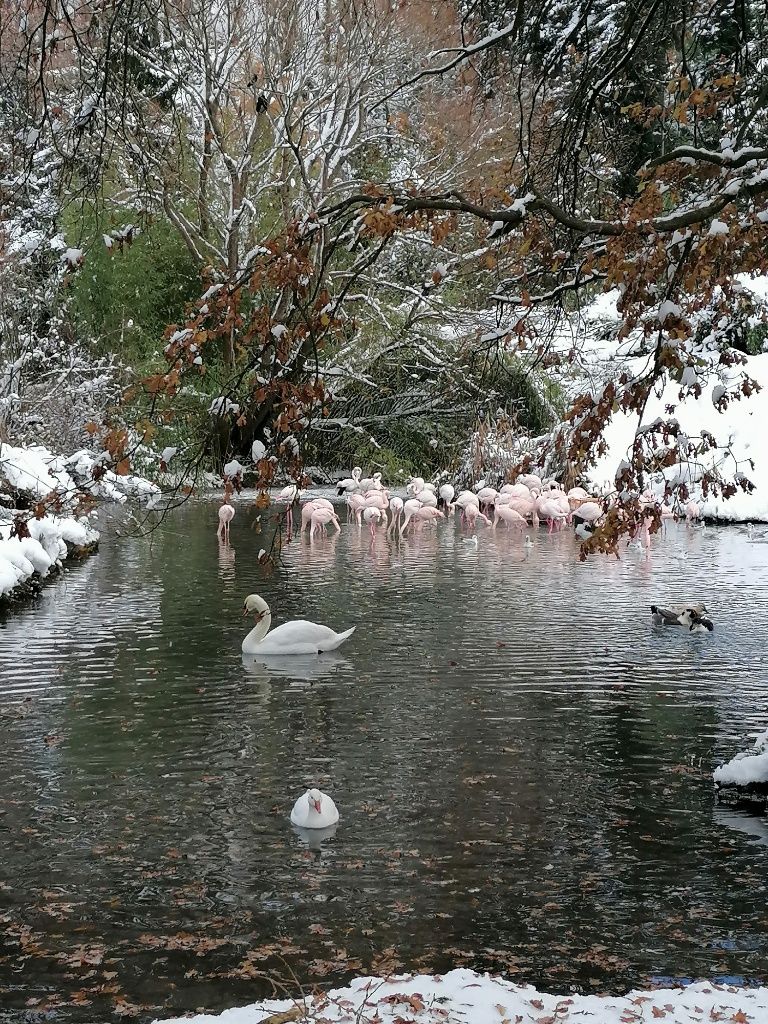 Teich mit Schwan und Flamingos