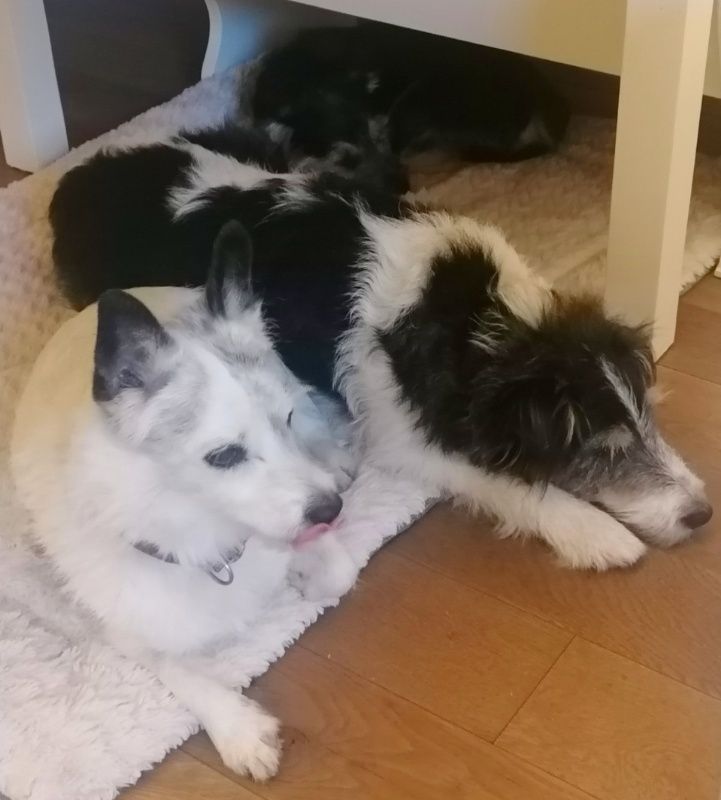 Drei Hunde unterm Tisch
