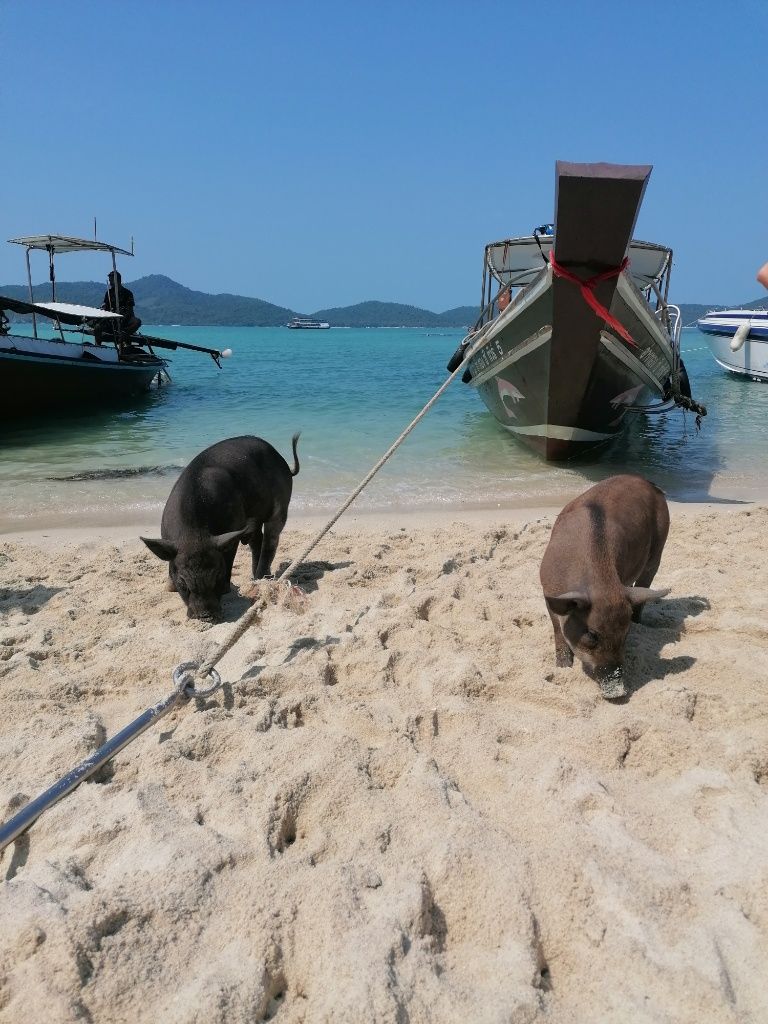 Schweine am Strand