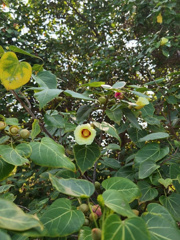 Gelbe Blüte auf Baum