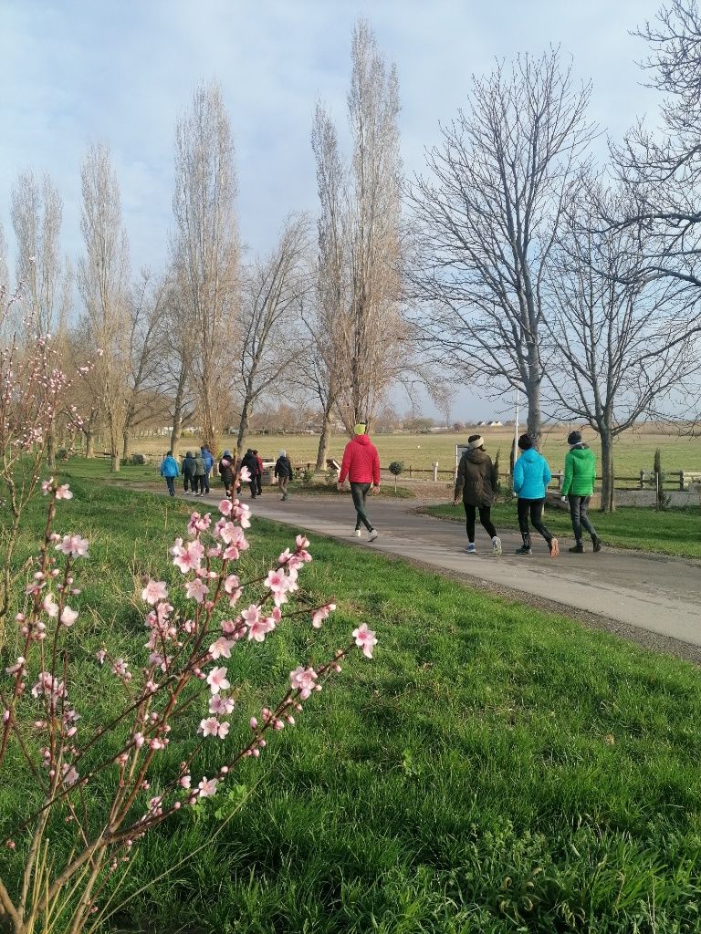 Gruppe beim Morgenspaziergang. Im Vordergrund ein rosa blühender, junger Mandellbaum