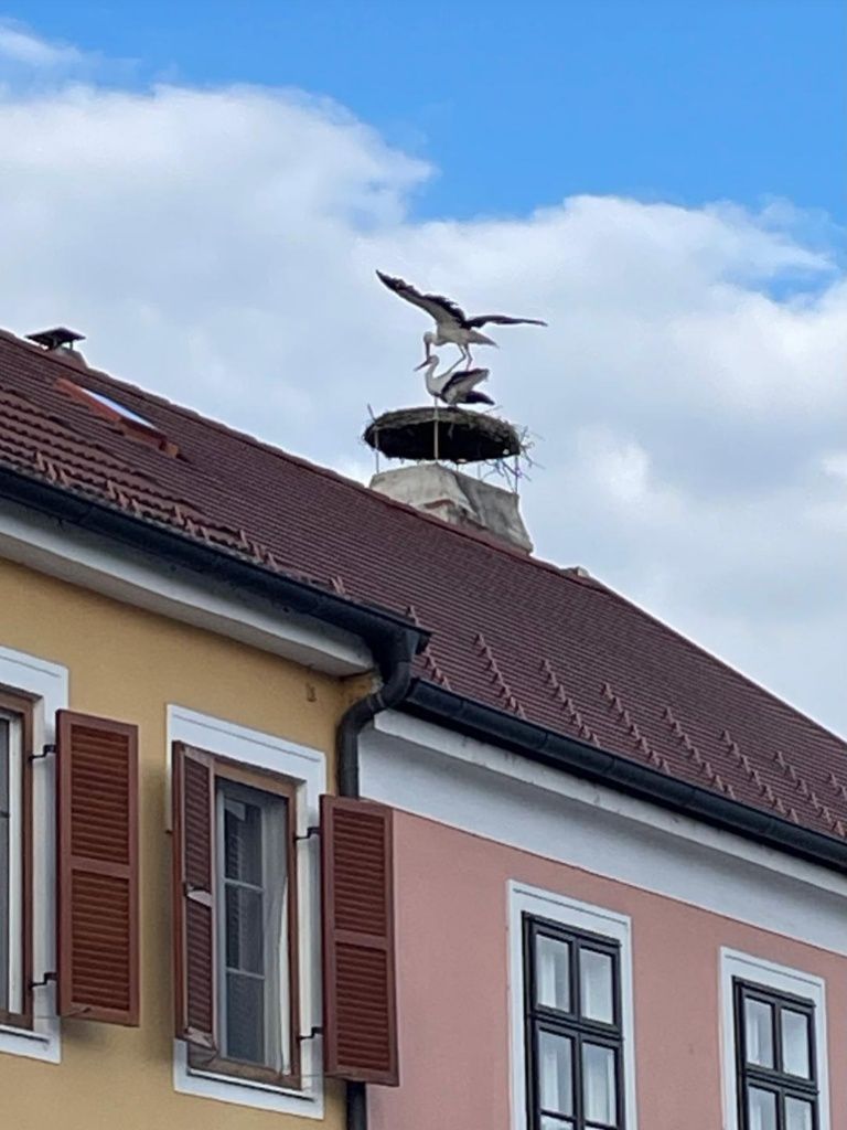 Zwei Störche im Nest