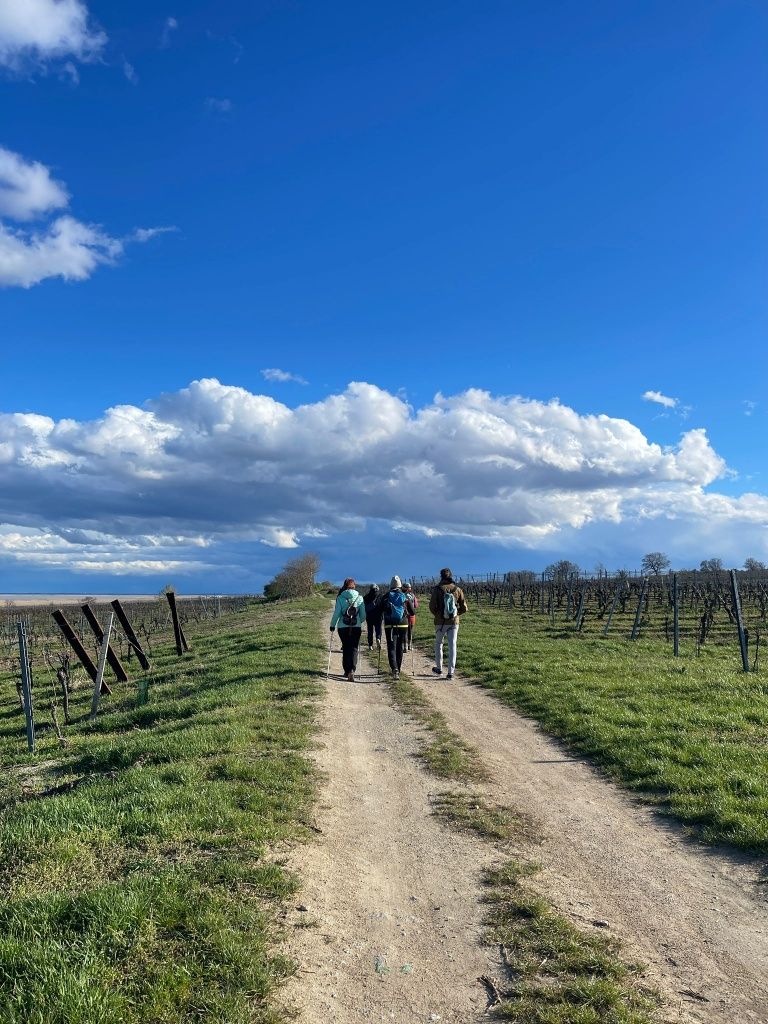 Drei Menschen spazieren auf einem Feldweg zwischen Weingärten