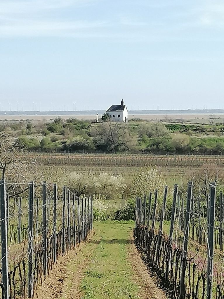 Die Rosaliakapelle in der Ferne. Im Vordergrund Weingärten