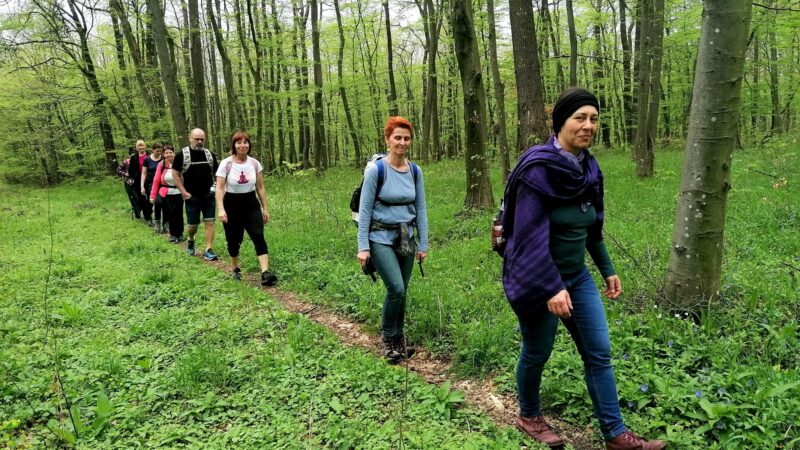 Wandergruppe spaziert im Gänsemarsch durch den grünen Wald