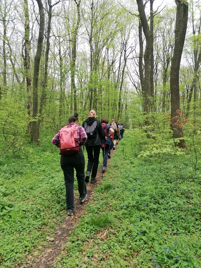 Wandergruppe im Gänsemarsch von hinten durch den Wald