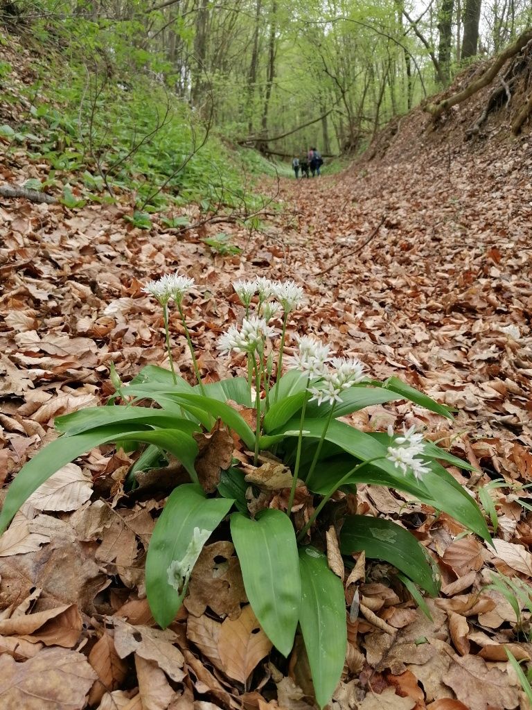 Blühender Bärlauchbuschen in einem Hohlweg