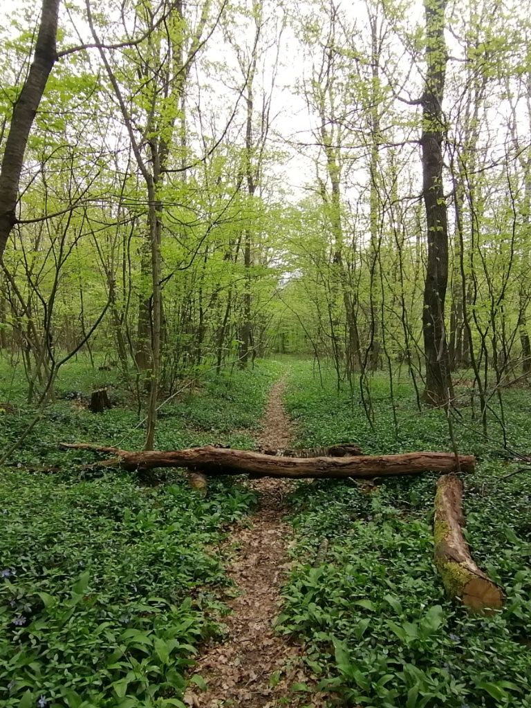 Schmaler Waldpfad mit einem querliegenden Baum