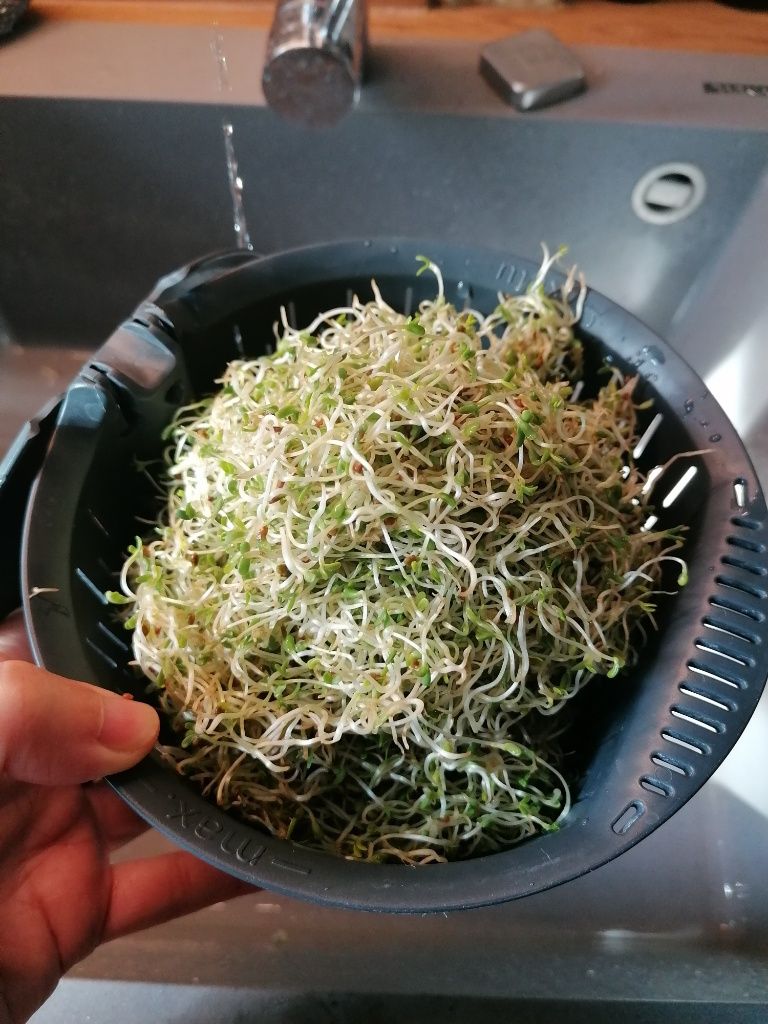 Frisch geerntete Alfalfa-Sprossen im Sieb