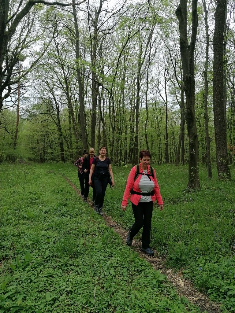 Wandergruppe im Gänsemarsch durch den Wald