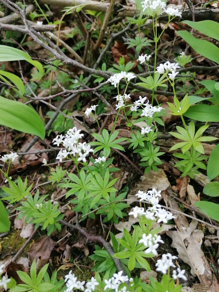 Waldmeister