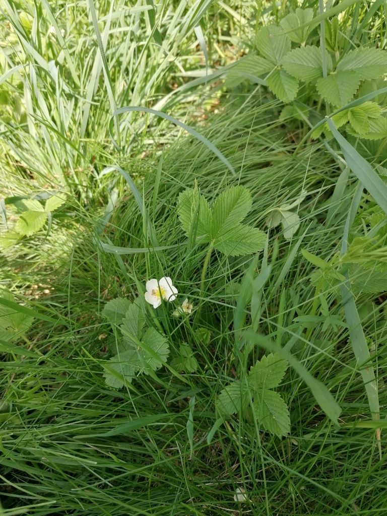 Knackerdbeere mit weißer Blüte