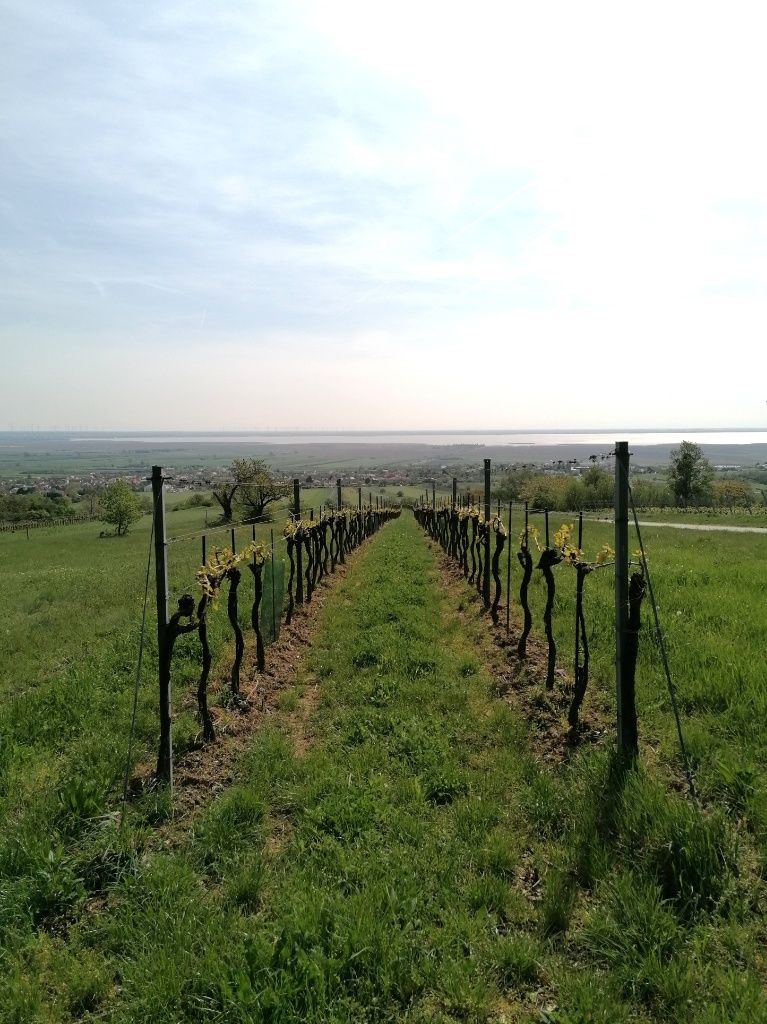 Blick durch eine Weingartenreihe, am Horizont der See
