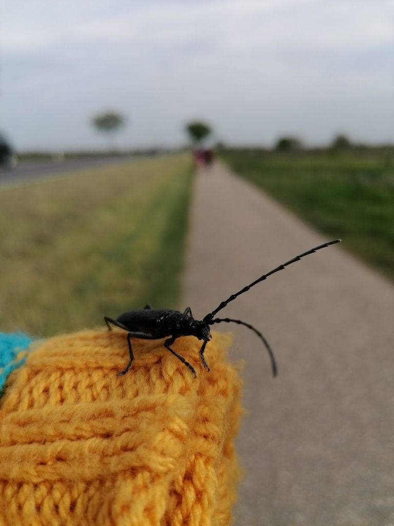 Bockkäfer auf bunter Haube