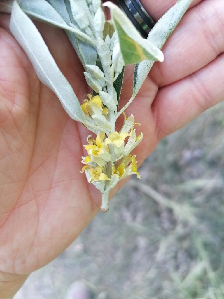 Zweig der schmalblättrigen Ölweide mit Blüte