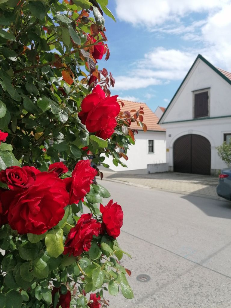 Rote Rosen im Vordergrund, dahinter typisches Burgenlandhaus