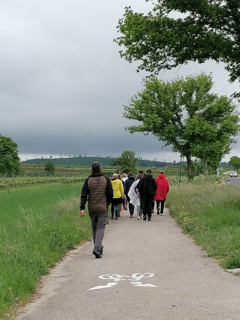 Wandergruppe geht einen Weg bergauf, in der Ferne der Leithaberg