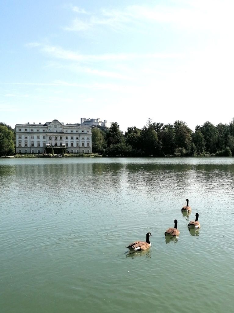See mit Enten, im Hintergrund Schloss Leopoldskron