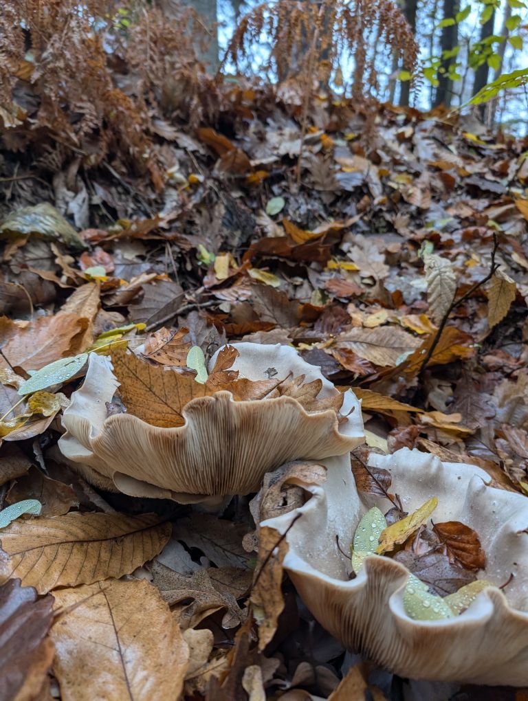 Pilze am Wegesrand