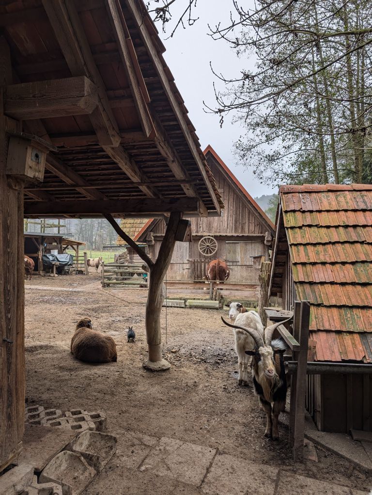 Ziegen und Kühe am mini Bauernhof