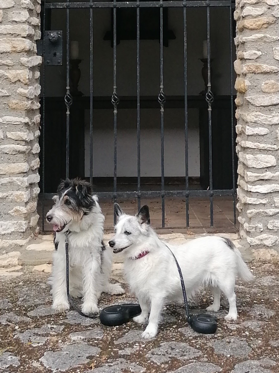 Jimmy und Nelly - zwei weiße Hunde