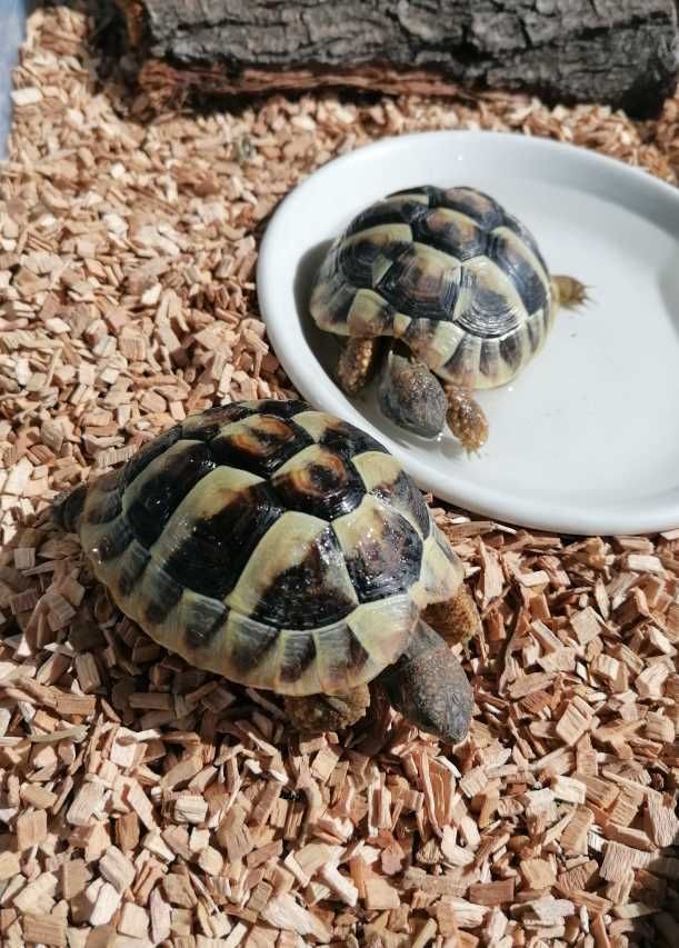 zwei Schildkröten
