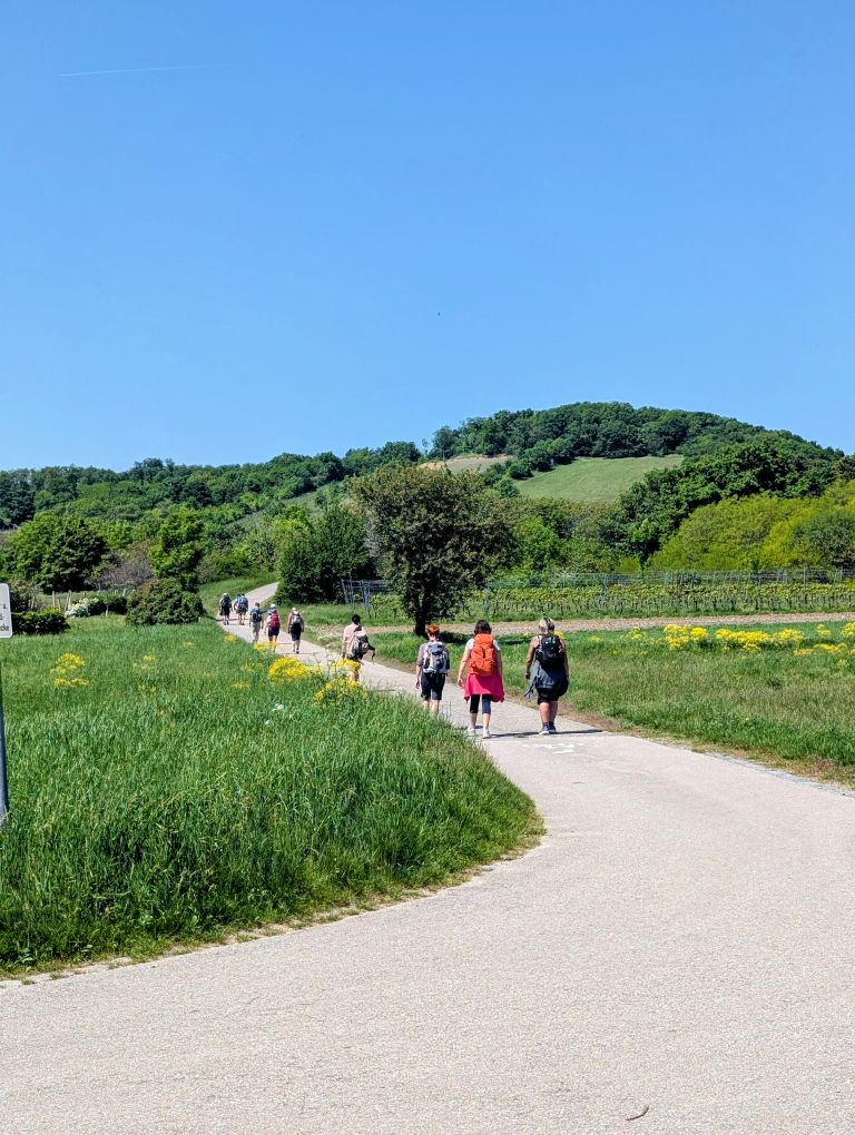 Wandergruppe in der Ferne auf geschwungenem Weg zwischen grünen Wiesen. Im Hintergrund der Leithaberg