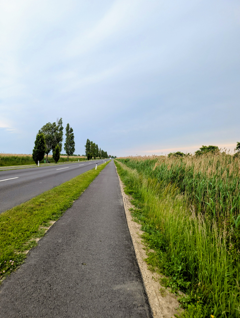 Langer Weg, rechts Schilf, links Bäume