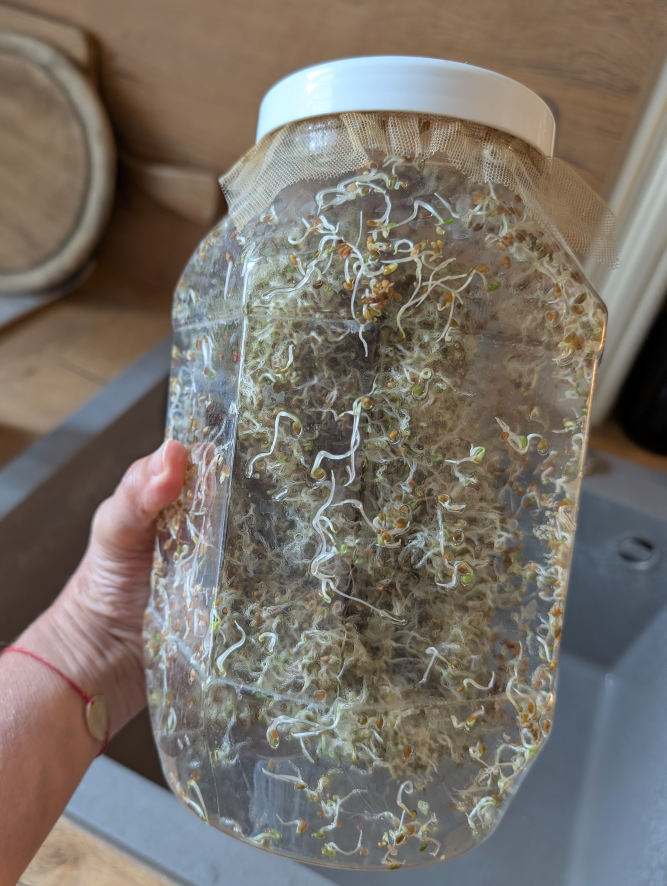 Sprossenglas mit keimenden Alfalfa-Sprossen