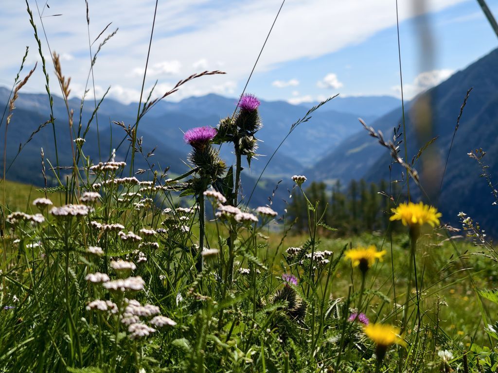 Blumenwiese