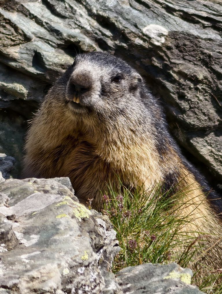Murmeltier guckt aus der Höhle