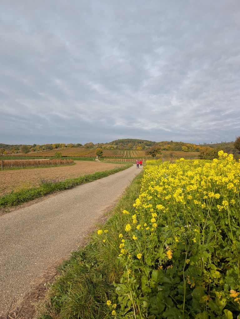 Walking Strecke mit Leithaberg im Hintergrun