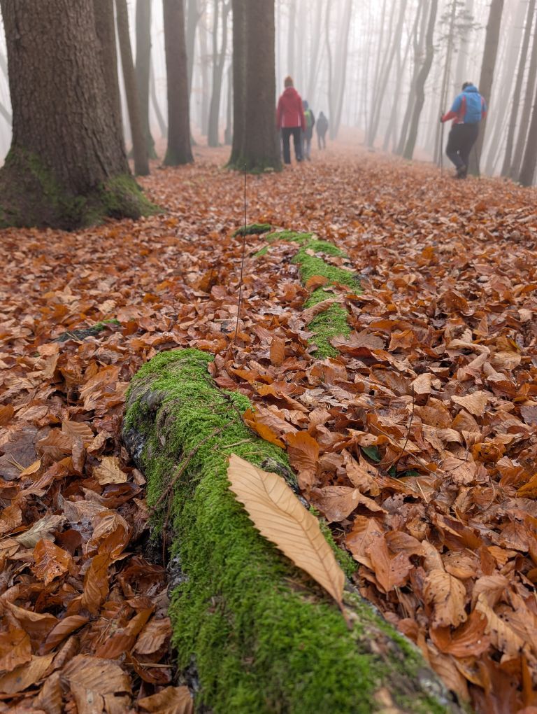 Bemooste Wurzel am Boden, mit einem bunten Herbstblatt darauf.