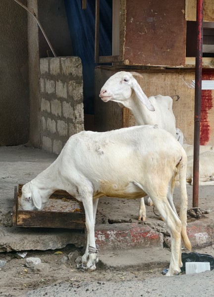 Zwei weiße Schafe am Straßenrand