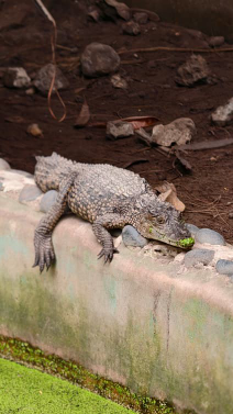 Kleines schlafendes Krokodil-Baby