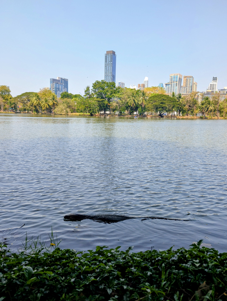 Schwimmende Echse im Teich